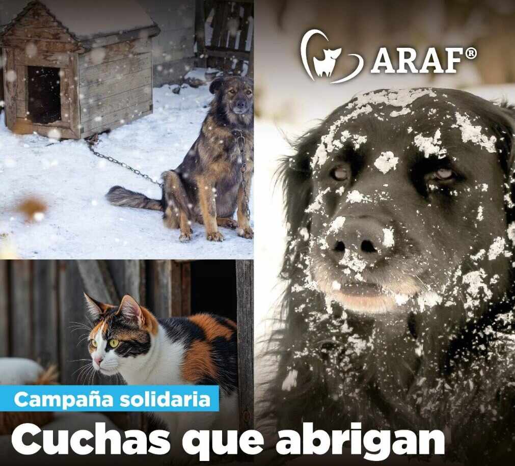 El Municipio lanza una campaña para restaurar y entregar cuchas a familias de bajos recursos