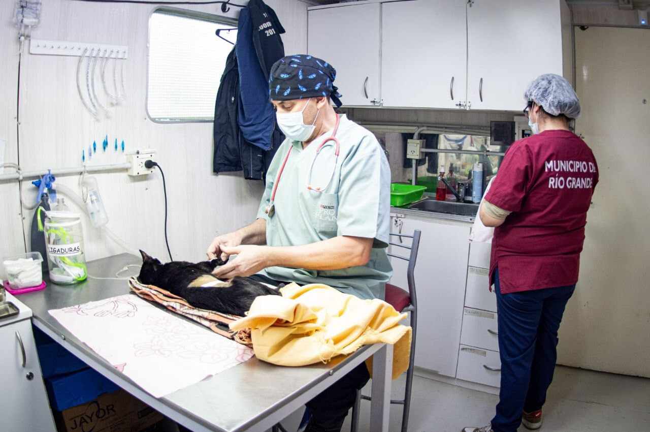 El Municipio finalizó con éxito las jornadas de castración masiva en zona sur