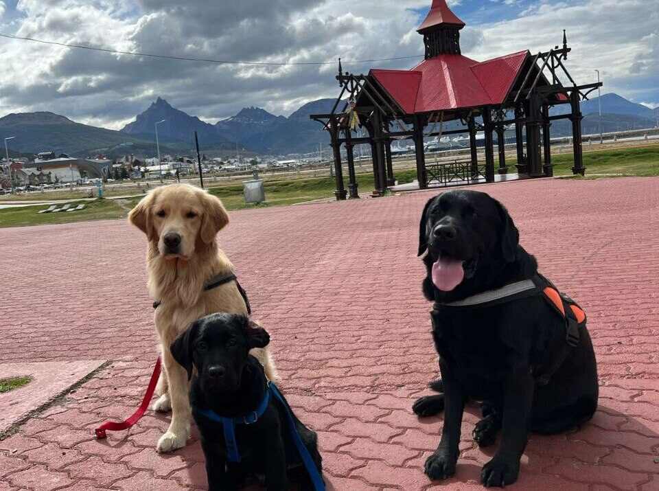 La Municipalidad abrió la preinscripción para el Dispositivo de Terapia Asistida con Perros 2026