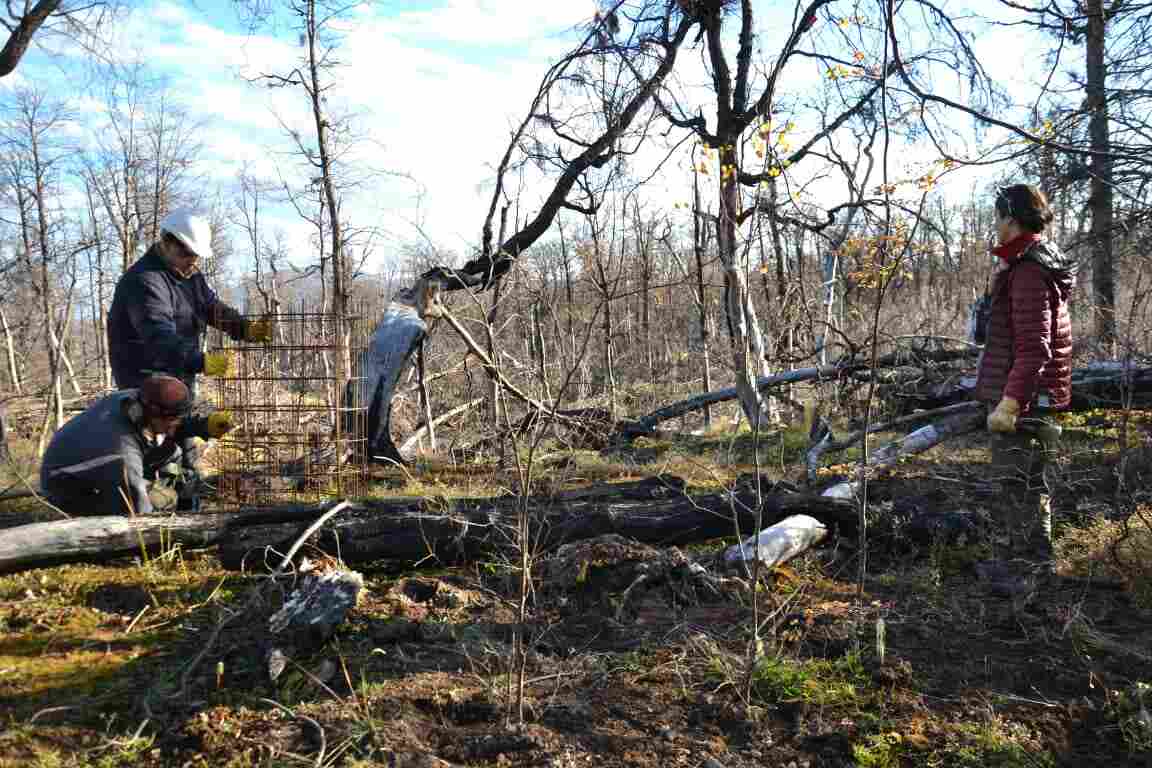 Avanza la reforestación en la Reserva Corazón de la Isla en la zona afectada por el incendio