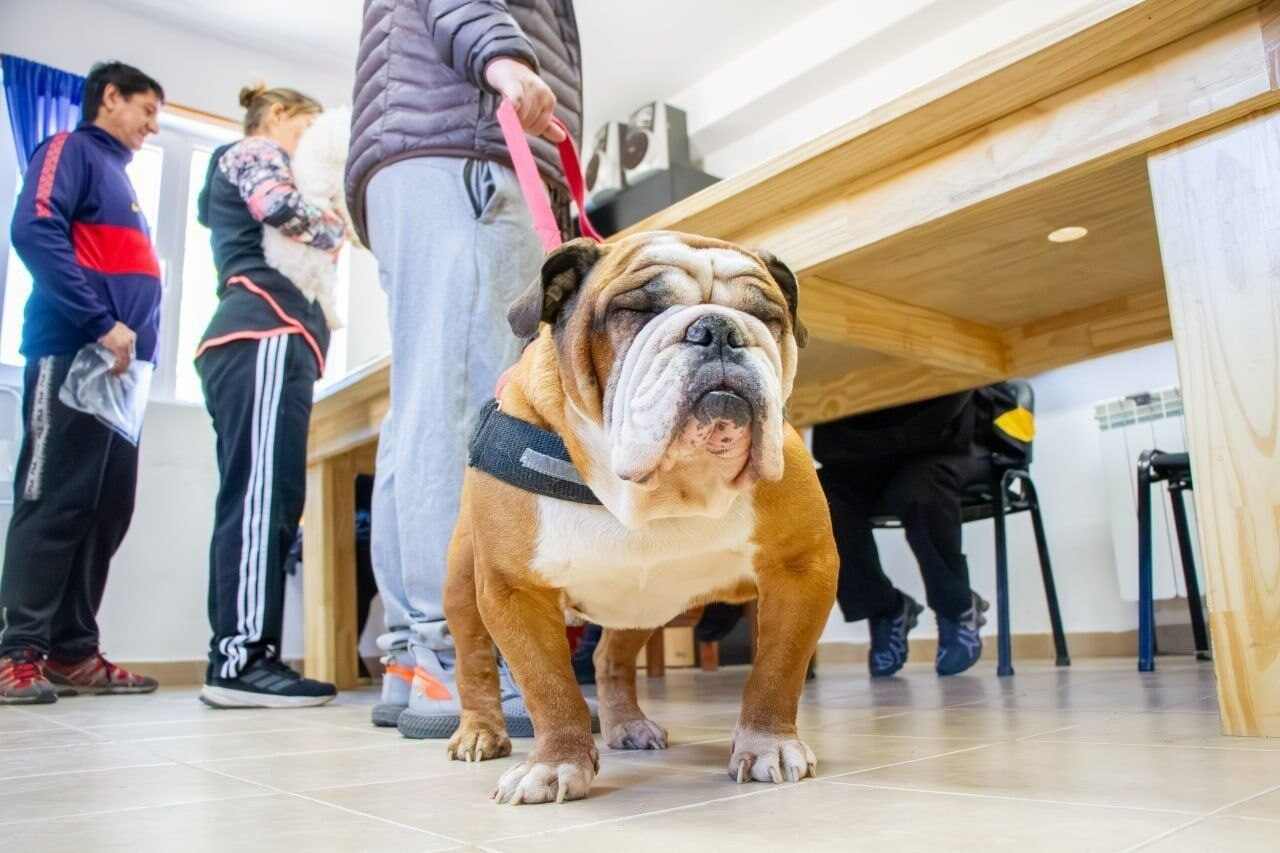 Ante las bajas temperaturas, el Municipio brinda recomendaciones para el cuidado de las mascotas