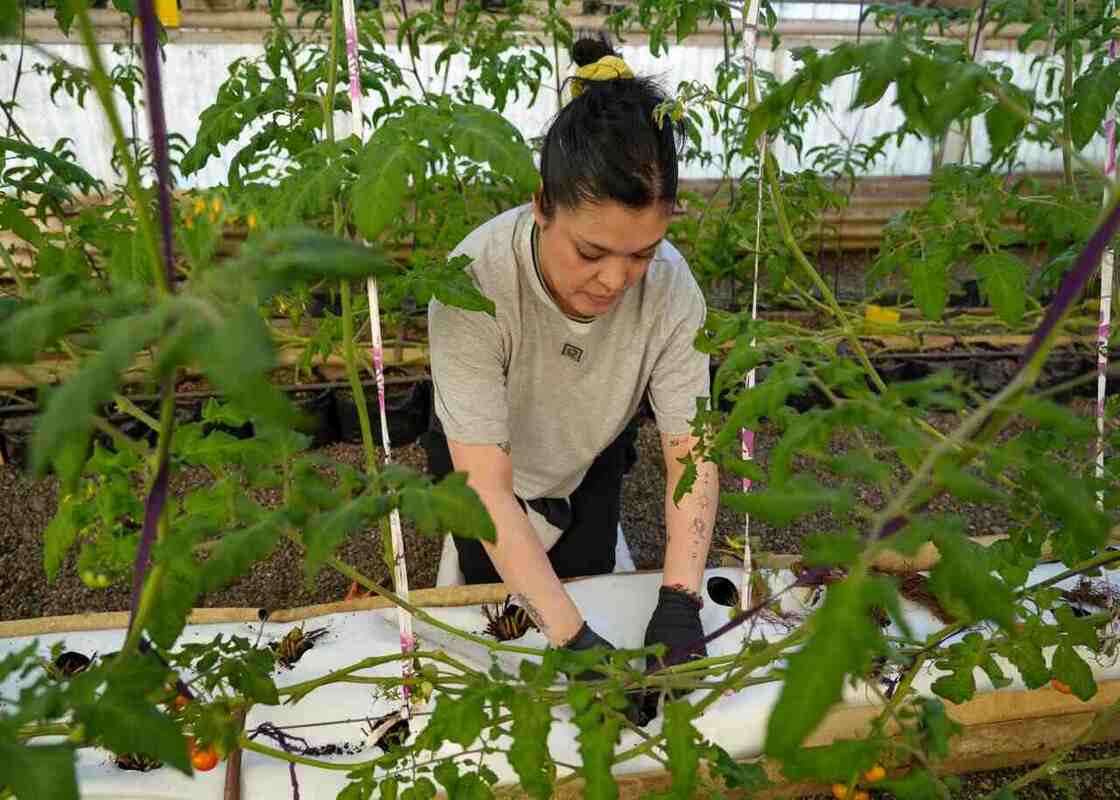 Río Grande avanza en la producción local de frutillas