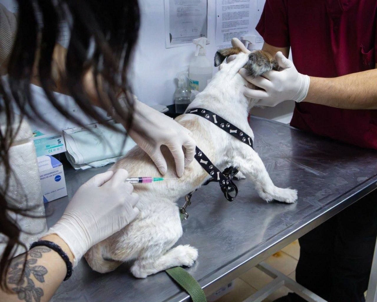 Hoy nueva jornada de vacunación antirrábica y adopción de mascotas