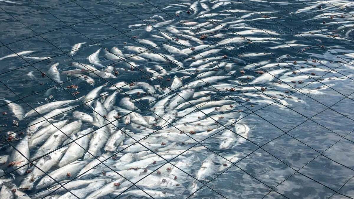 Alerta en la Patagonia: casi 918 toneladas de salmones en centros de cultivo de Magallanes, Chile